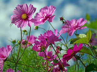 pink flowers in Focus lens photograhy HD wallpaper
