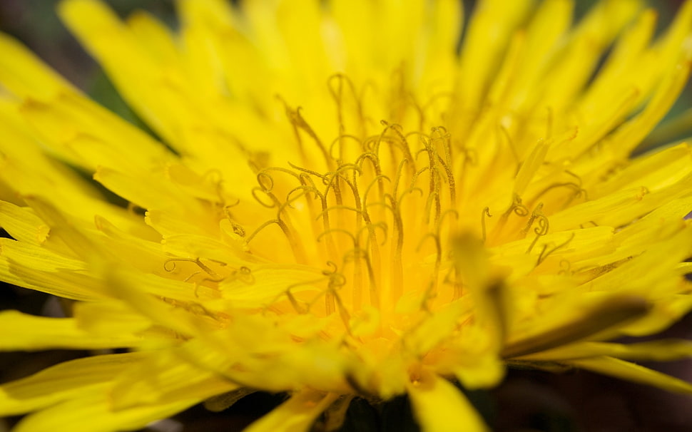 yellow petal flower HD wallpaper