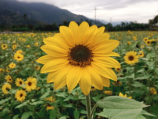 Sun flower farm, sunflowers
