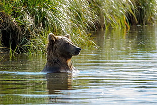brown bear in ripping body of water at day time