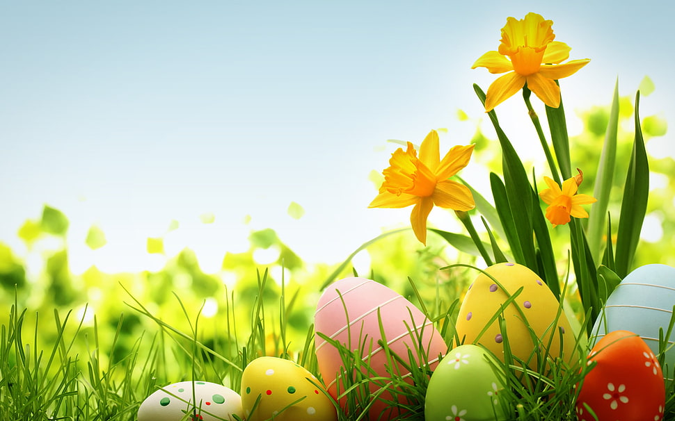 easter eggs on green plains HD wallpaper