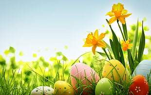 easter eggs on green plains