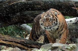 orange Tiger on brown wooden tree trunk