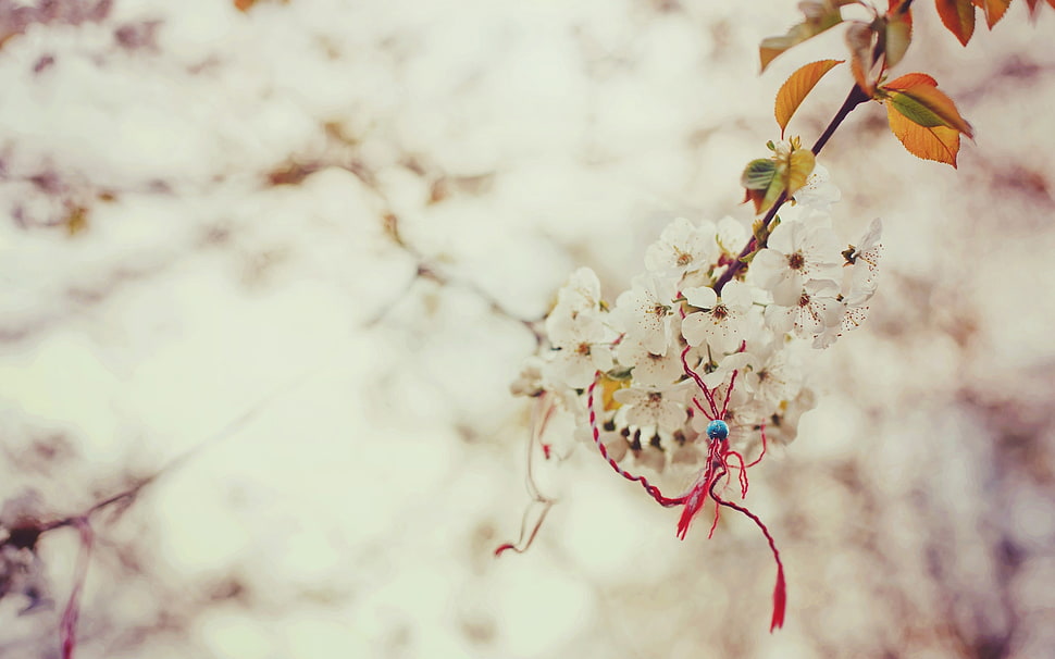 selective focus photography of white Cherry Blossoms HD wallpaper