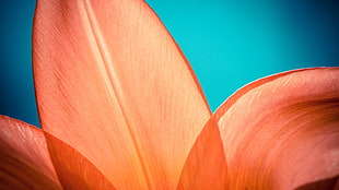 macro photography of orange lily flower