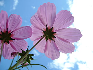 low-angle photography of pink Cosmos flowers at daytime