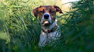 short-coated tan and white dog, dog, grass, animals