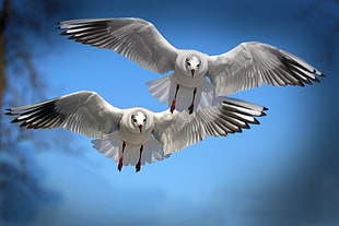 two seagulls flying