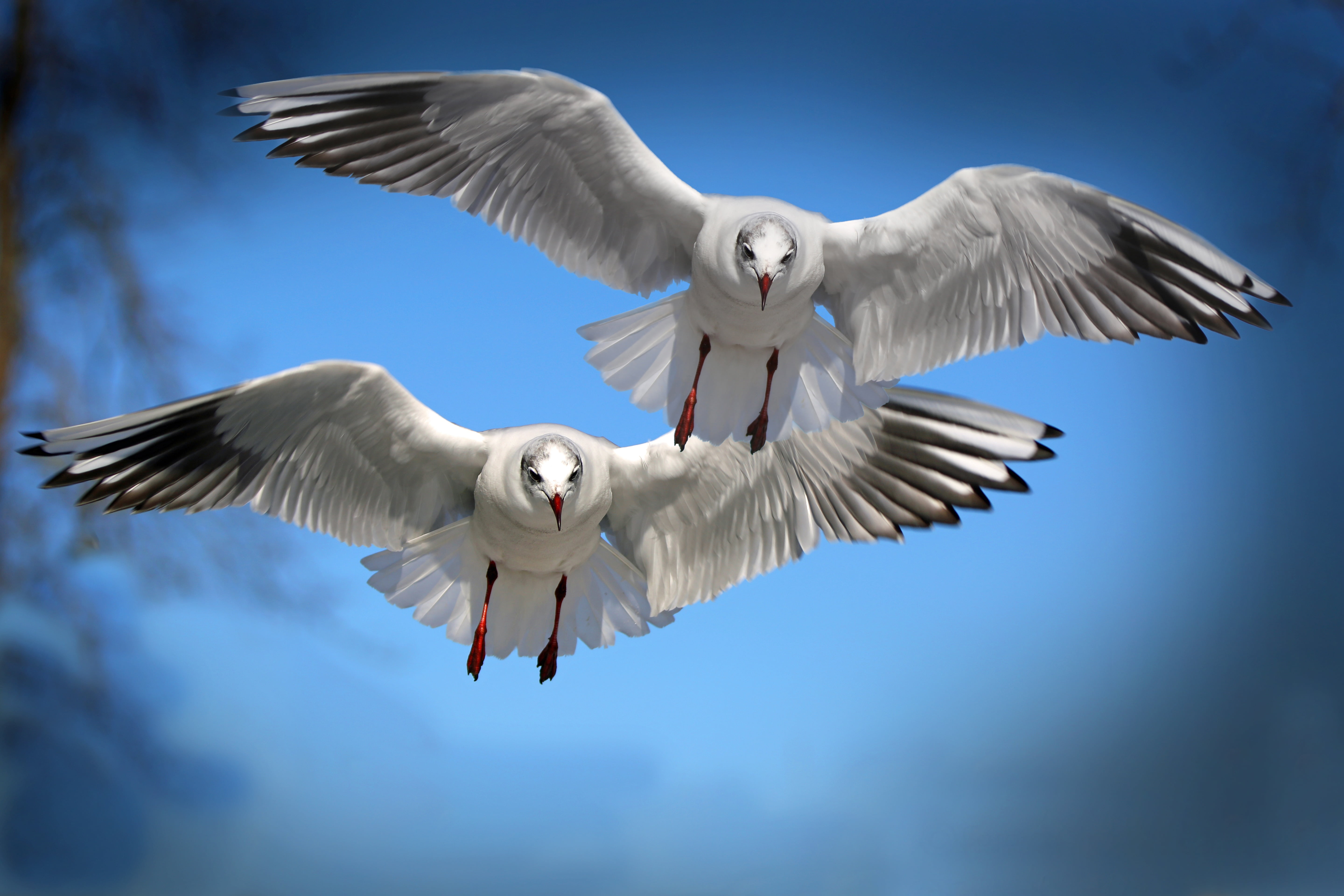 two seagulls flying