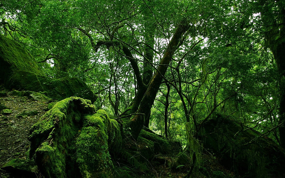 green trees in forest during daytime HD wallpaper