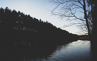 silhouette of trees nearby body of water during daytime HD wallpaper
