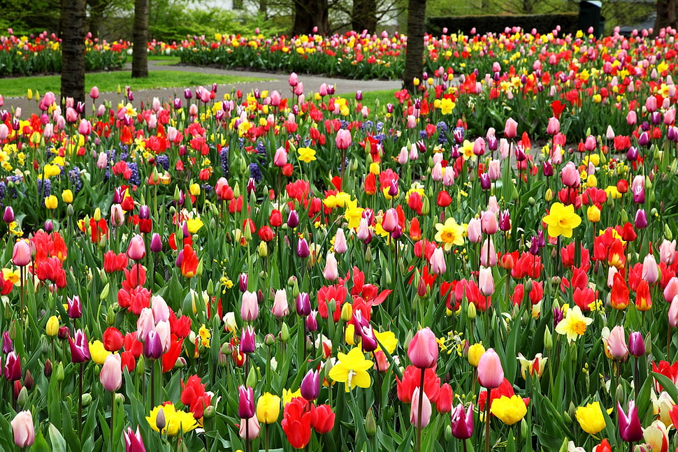 pink, yellow, and red Tulip flower field at daytime HD wallpaper
