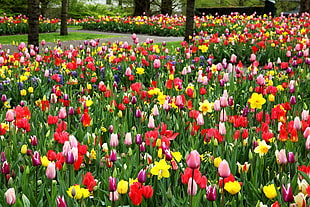 pink, yellow, and red Tulip flower field at daytime