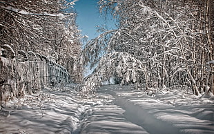 snow-covered trees, winter, nature, snow, trees