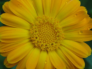 macro photography of yellow flower