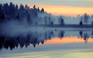 forest with fog, nature, landscape, mist, lake