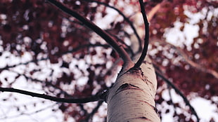 forest, trees, birch HD wallpaper