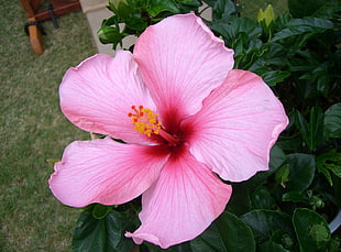 pink Hibiscus flower closeup photography