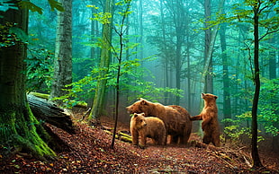 three grizzly bears in forest digital wallpaper, bears, animals HD wallpaper