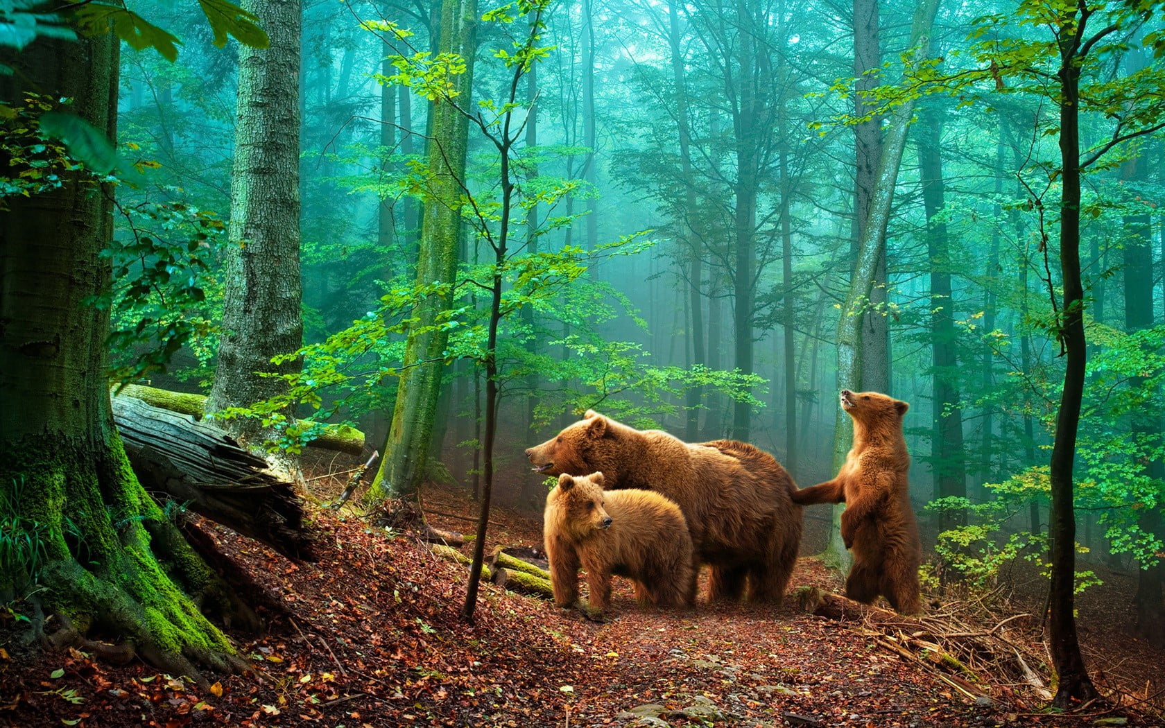 three grizzly bears in forest digital wallpaper, bears, animals