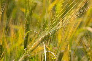 selective focus photo of grain plant, barley HD wallpaper