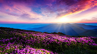 bed of purple petaled flowers wallpaper, flowers, landscape, pink flowers, mountains