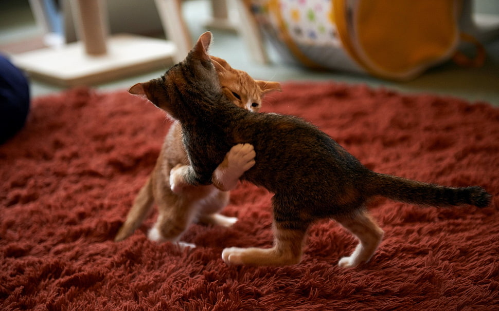 two silver and orange tabby kittens, animals, cat, kittens, carpets HD wallpaper