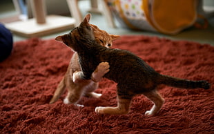 two silver and orange tabby kittens, animals, cat, kittens, carpets