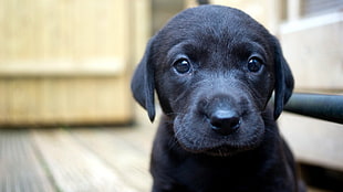 black Labrador Retriever closeup photography