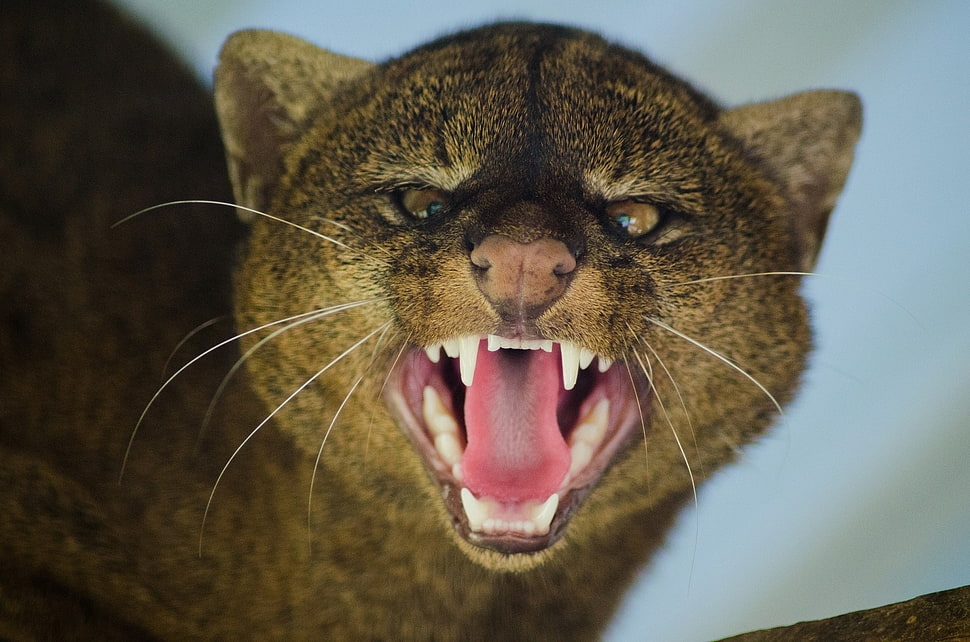 Jaguarundi,  Grin,  Aggression,  Muzzle HD wallpaper