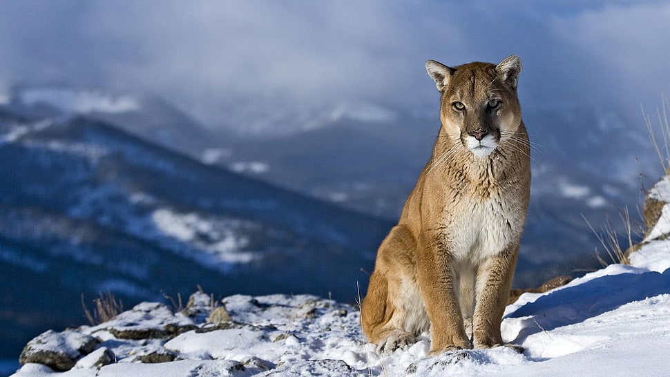 brown lion, mountains, snow, nature, pumas HD wallpaper