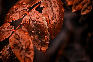 raindrops on brown leaves HD wallpaper