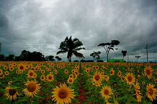 inline sunflower plantation under grey cloudy sky
