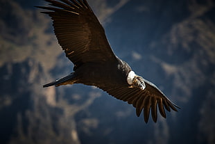 wildlife photography of flying vulture, condor
