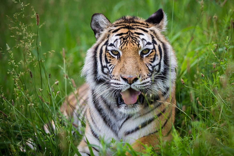 Tiger Sitting on green grass field HD wallpaper