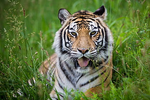 Tiger Sitting on green grass field