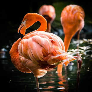 selective focus photography of pink Flamingo