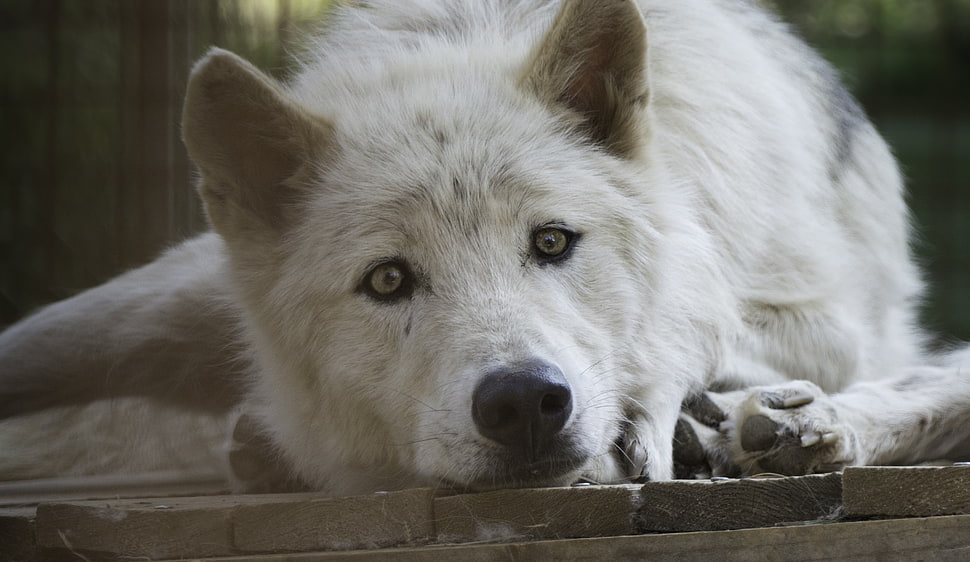 short-coated white and gray dog, wolf HD wallpaper