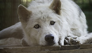 short-coated white and gray dog, wolf