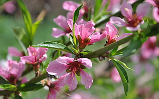 pink petaled flower in closeup photography