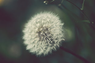 macro photography of white flower, dandelion