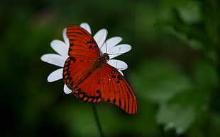 Gulf Fritillary butterfly