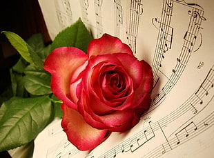 red rose on white note