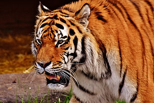 brown and black tiger