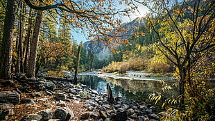 brown and yellow leaf trees near body of water, yosemite national park, california HD wallpaper