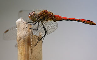 macro photography of a red dragonfly on a plant