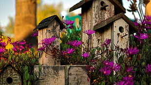 three brown wooden birdhouses, flowers, photography