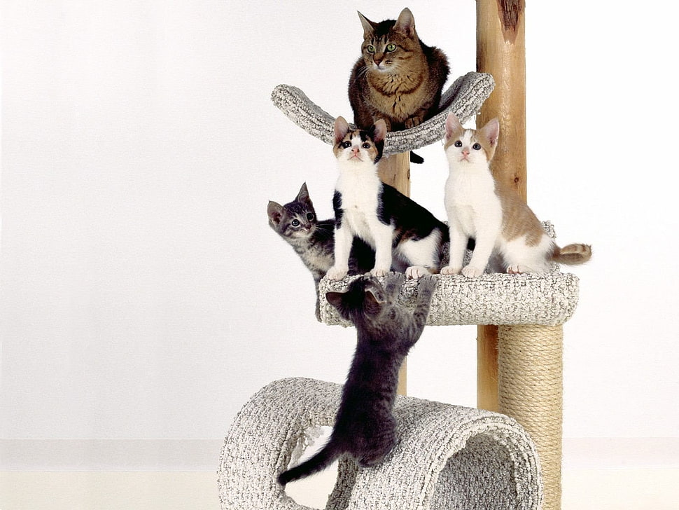 three kittens and brown cat in cat tree HD wallpaper