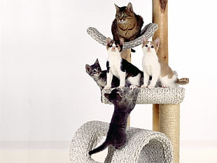 three kittens and brown cat in cat tree