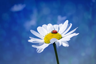 red and black Ladybug on white Daisy flower screenshot
